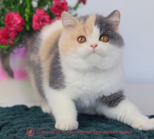купить британского котенка, купить британца, британец голубой фото, голубые британцы фото, британский кошки голубой, британская голубая кошка, британская голубая кошка фото, британской голубой кошки фото, кот британский голубой, коты британские голубые, голубые британские котята фото, британский голубой котенок фото, британский голубой кот фото, фото британского голубого кота, окрас британских котят голубой фото, британские котята голубого окраса фото, британцы коты фото голубые