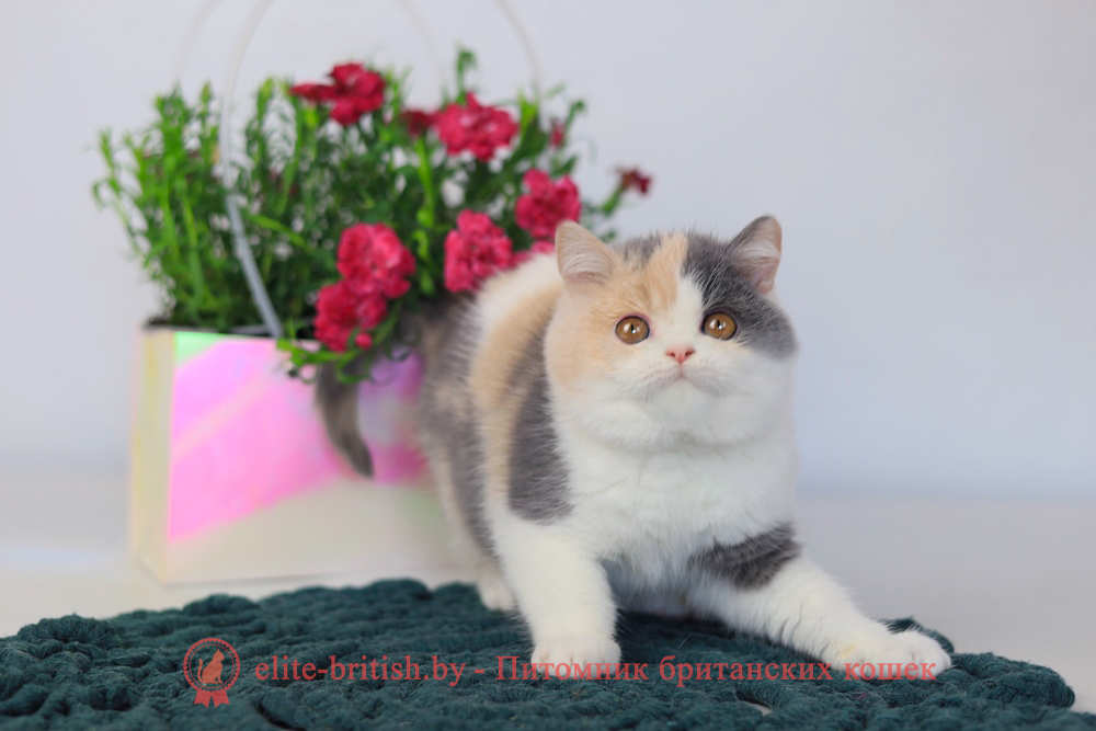 Британский котенок голубой черепаховый биколор окраса, девочка Penelope (Пенелопа), помет от 3.12.2025 голубая черепаха биколор британский котенок, голубо-кремовая черепаха британец, британский голубой калико, британский голубой триколор, биколор британская кошка, кот британский биколор, британский котенок биколор, голубой биколор британец, биколор британец, британские котята биколор фото, британцы биколор фото