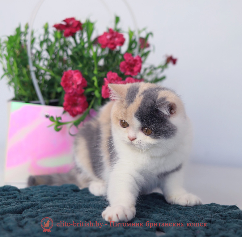 Британский котенок голубой черепаховый биколор окраса, девочка Penelope (Пенелопа), помет от 3.12.2025 голубая черепаха биколор британский котенок, голубо-кремовая черепаха британец, британский голубой калико, британский голубой триколор, биколор британская кошка, кот британский биколор, британский котенок биколор, голубой биколор британец, биколор британец, британские котята биколор фото, британцы биколор фото