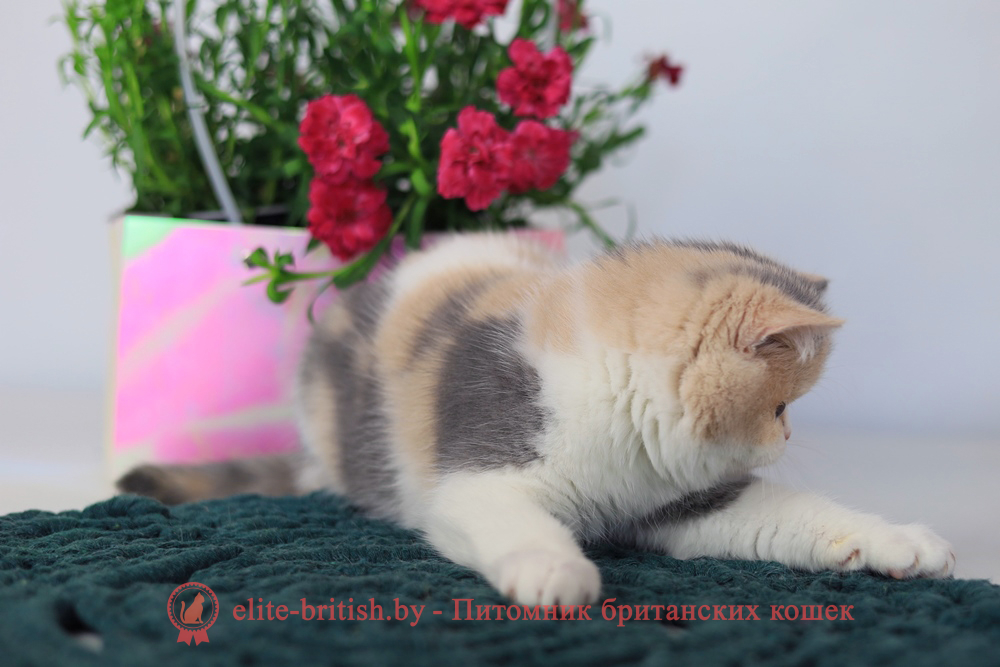 Британский котенок голубой черепаховый биколор окраса, девочка Penelope (Пенелопа), помет от 3.12.2025 голубая черепаха биколор британский котенок, голубо-кремовая черепаха британец, британский голубой калико, британский голубой триколор, биколор британская кошка, кот британский биколор, британский котенок биколор, голубой биколор британец, биколор британец, британские котята биколор фото, британцы биколор фото
