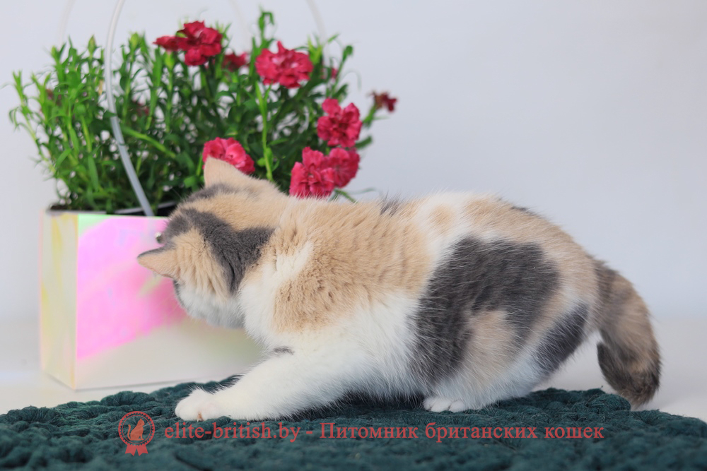 Британский котенок голубой черепаховый биколор окраса, девочка Penelope (Пенелопа), помет от 3.12.2025 голубая черепаха биколор британский котенок, голубо-кремовая черепаха британец, британский голубой калико, британский голубой триколор, биколор британская кошка, кот британский биколор, британский котенок биколор, голубой биколор британец, биколор британец, британские котята биколор фото, британцы биколор фото