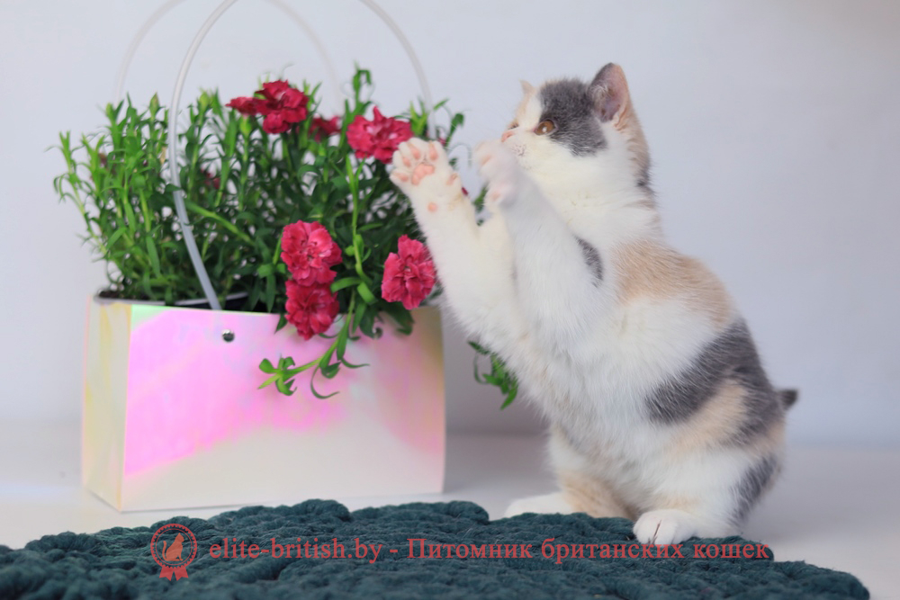 Британский котенок голубой черепаховый биколор окраса, девочка Penelope (Пенелопа), помет от 3.12.2025 голубая черепаха биколор британский котенок, голубо-кремовая черепаха британец, британский голубой калико, британский голубой триколор, биколор британская кошка, кот британский биколор, британский котенок биколор, голубой биколор британец, биколор британец, британские котята биколор фото, британцы биколор фото