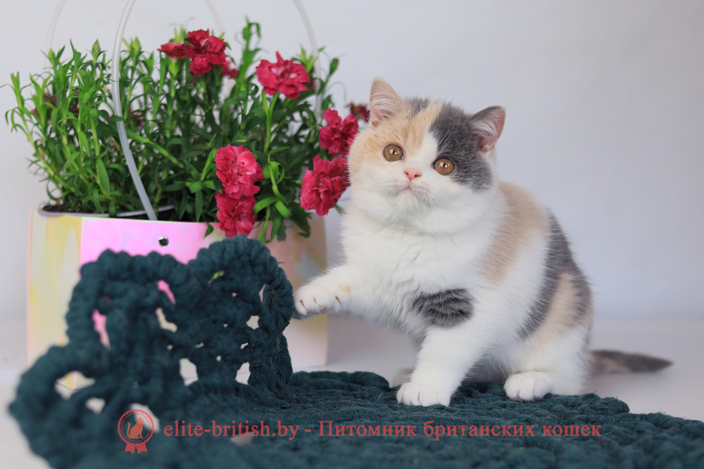 Британский котенок голубой черепаховый биколор окраса, девочка Penelope (Пенелопа), помет от 3.12.2025 голубая черепаха биколор британский котенок, голубо-кремовая черепаха британец, британский голубой калико, британский голубой триколор, биколор британская кошка, кот британский биколор, британский котенок биколор, голубой биколор британец, биколор британец, британские котята биколор фото, британцы биколор фото