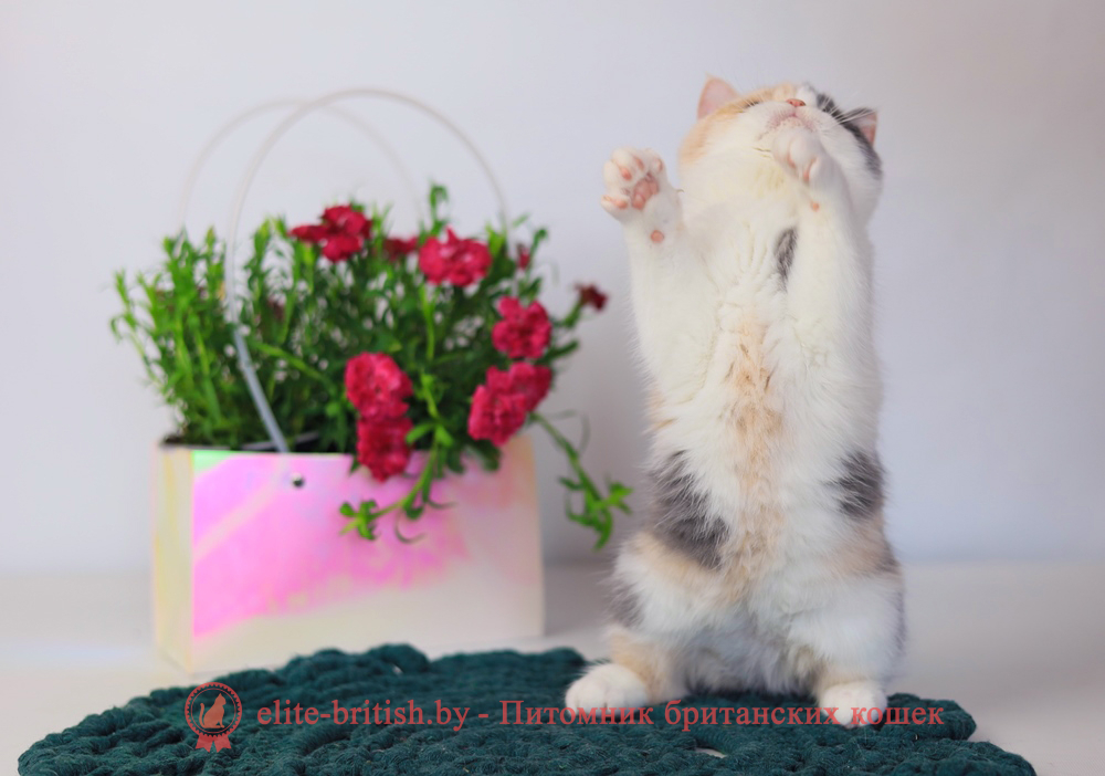 Британский котенок голубой черепаховый биколор окраса, девочка Penelope (Пенелопа), помет от 3.12.2025 голубая черепаха биколор британский котенок, голубо-кремовая черепаха британец, британский голубой калико, британский голубой триколор, биколор британская кошка, кот британский биколор, британский котенок биколор, голубой биколор британец, биколор британец, британские котята биколор фото, британцы биколор фото