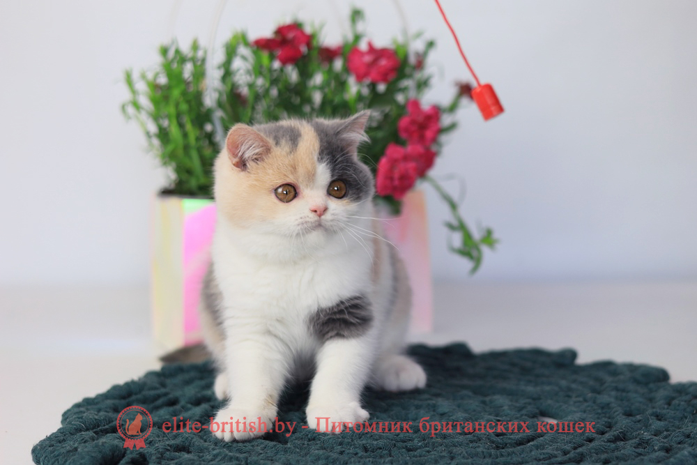 Британский котенок голубой черепаховый биколор окраса, девочка Penelope (Пенелопа), помет от 3.12.2025 голубая черепаха биколор британский котенок, голубо-кремовая черепаха британец, британский голубой калико, британский голубой триколор, биколор британская кошка, кот британский биколор, британский котенок биколор, голубой биколор британец, биколор британец, британские котята биколор фото, британцы биколор фото