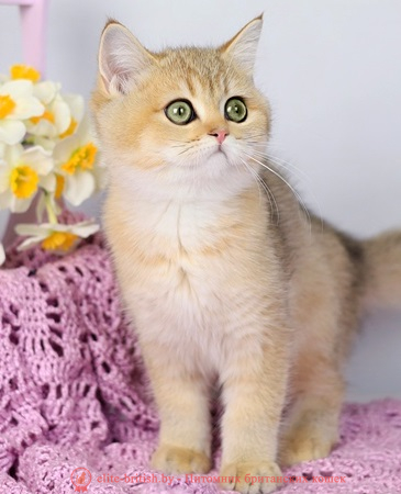 купить британского котенка, купить британца, золотой британский кот, золотые британцы фото, золотой британец, британская кошка золотая шиншилла,  британский кот шиншилла золотая, золотой тикированный британец, британец золотая шиншилла, британец золотистый,  котята британские окрас золотая шиншилла, британская кошка золотая шиншилла фото, британец окрас золотая шиншилла фото, британский золотой котенок, длинношерстная британская золотая кошка, британские котята золотая шиншилла, британский золотистый кот, кот золотой британец , британцы окрас золотой, британцы окрас золотая шиншилла, котята британцы золотая шиншилла, золотистые британские котята, британские котята золотого окраса, британцы золотая шиншилла фото, золотой окрас британских кошек, британцы золотого окраса, британские котята золотого окраса, британец окрас золотая шиншилла, британские котята окраса золотая шиншилла,  британская короткошерстная окраса золото