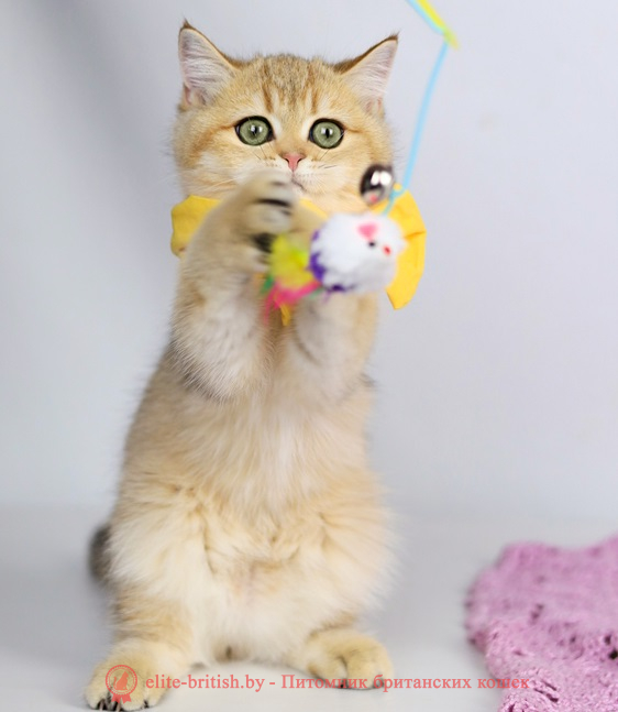 купить британского котенка, купить британца, золотой британский кот, золотые британцы фото, золотой британец, британская кошка золотая шиншилла,  британский кот шиншилла золотая, золотой тикированный британец, британец золотая шиншилла, британец золотистый,  котята британские окрас золотая шиншилла, британская кошка золотая шиншилла фото, британец окрас золотая шиншилла фото, британский золотой котенок, длинношерстная британская золотая кошка, британские котята золотая шиншилла, британский золотистый кот, кот золотой британец , британцы окрас золотой, британцы окрас золотая шиншилла, котята британцы золотая шиншилла, золотистые британские котята, британские котята золотого окраса, британцы золотая шиншилла фото, золотой окрас британских кошек, британцы золотого окраса, британские котята золотого окраса, британец окрас золотая шиншилла, британские котята окраса золотая шиншилла,  британская короткошерстная окраса золото