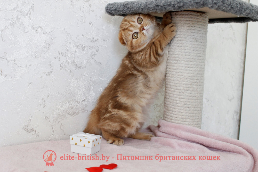 Шотландский вислоухий котенок циннамон мраморного окраса, девочка Hayley (Хейли), помет от 25.11.2025 шотландский котенок циннамон мрамор, британский кот мраморный, мраморный британец, мраморный окрас британских котят, британский кот мраморного окраса, мраморный окрас британской кошки, британец мраморного окраса, котята британцы мраморный окрас, мраморный окрас британских котят, серебристый мраморный британец, британская мраморная кошка характер, британский кот мраморного окраса, британец голубой мрамор, британец черный мрамор на серебре, красный мраморный британец, британская мраморная кошка, мраморный окрас британской кошки, британские кошки черный мрамор, мраморная британская короткошерстная кошка, британские кошки мрамор на серебре, британский кот черный мрамор, британский кот мрамор на серебре, британский мраморный котенок, британские котята мрамор, британские котята мрамор на серебре, британский котенок черный мрамор, британец мрамор, британец мрамор на серебре, британец мраморный кот, британец мраморного окраса, черный мраморный британец, черный мрамор британцы, мраморный вислоухий британец, котята британцы мраморный окрас, мраморные британцы котята, британские котята мраморного окраса фото, мраморный британец фото, мраморная британская кошка фото, британские кошки мраморного окраса фото, британские коты мраморные фото, британские котята фото мраморные, британцы мрамор на серебре фото, кот британец фото мраморный, британцы мраморный окрас фото