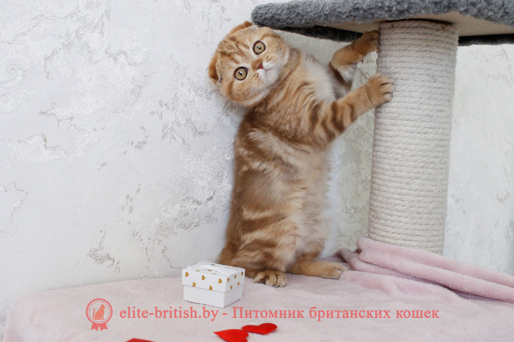 Шотландский вислоухий котенок циннамон мраморного окраса, девочка Hayley (Хейли), помет от 25.11.2025 шотландский котенок циннамон мрамор, британский кот мраморный, мраморный британец, мраморный окрас британских котят, британский кот мраморного окраса, мраморный окрас британской кошки, британец мраморного окраса, котята британцы мраморный окрас, мраморный окрас британских котят, серебристый мраморный британец, британская мраморная кошка характер, британский кот мраморного окраса, британец голубой мрамор, британец черный мрамор на серебре, красный мраморный британец, британская мраморная кошка, мраморный окрас британской кошки, британские кошки черный мрамор, мраморная британская короткошерстная кошка, британские кошки мрамор на серебре, британский кот черный мрамор, британский кот мрамор на серебре, британский мраморный котенок, британские котята мрамор, британские котята мрамор на серебре, британский котенок черный мрамор, британец мрамор, британец мрамор на серебре, британец мраморный кот, британец мраморного окраса, черный мраморный британец, черный мрамор британцы, мраморный вислоухий британец, котята британцы мраморный окрас, мраморные британцы котята, британские котята мраморного окраса фото, мраморный британец фото, мраморная британская кошка фото, британские кошки мраморного окраса фото, британские коты мраморные фото, британские котята фото мраморные, британцы мрамор на серебре фото, кот британец фото мраморный, британцы мраморный окрас фото