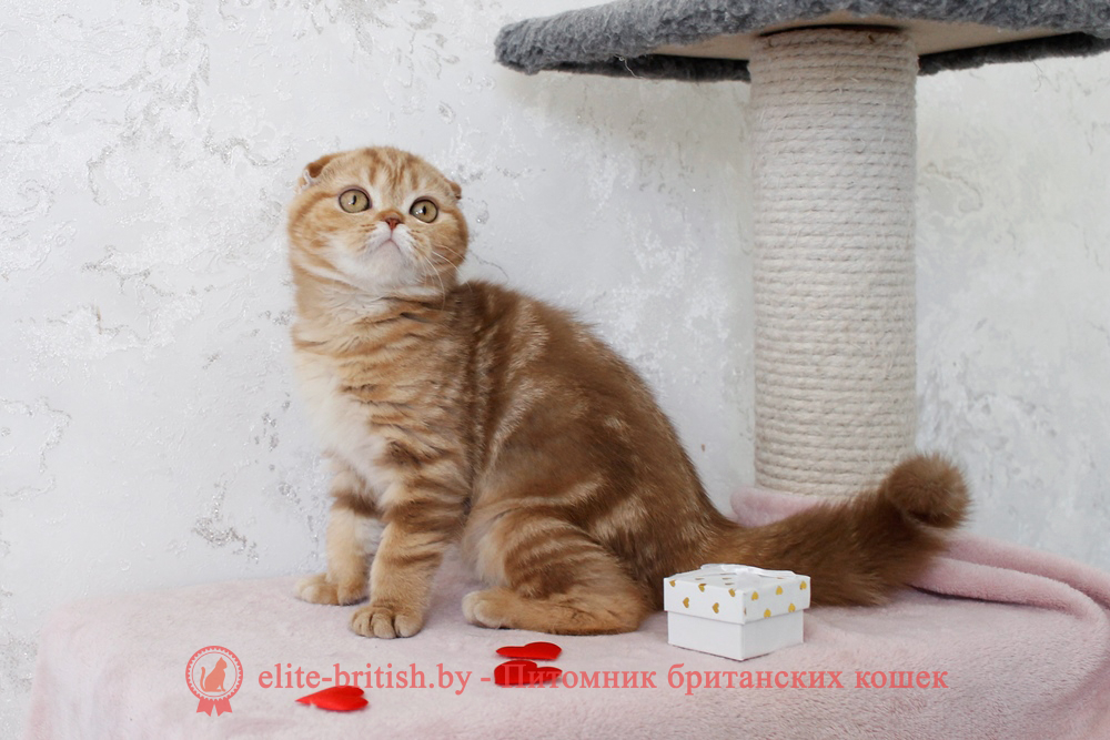 Шотландский вислоухий котенок циннамон мраморного окраса, девочка Hayley (Хейли), помет от 25.11.2025 шотландский котенок циннамон мрамор, британский кот мраморный, мраморный британец, мраморный окрас британских котят, британский кот мраморного окраса, мраморный окрас британской кошки, британец мраморного окраса, котята британцы мраморный окрас, мраморный окрас британских котят, серебристый мраморный британец, британская мраморная кошка характер, британский кот мраморного окраса, британец голубой мрамор, британец черный мрамор на серебре, красный мраморный британец, британская мраморная кошка, мраморный окрас британской кошки, британские кошки черный мрамор, мраморная британская короткошерстная кошка, британские кошки мрамор на серебре, британский кот черный мрамор, британский кот мрамор на серебре, британский мраморный котенок, британские котята мрамор, британские котята мрамор на серебре, британский котенок черный мрамор, британец мрамор, британец мрамор на серебре, британец мраморный кот, британец мраморного окраса, черный мраморный британец, черный мрамор британцы, мраморный вислоухий британец, котята британцы мраморный окрас, мраморные британцы котята, британские котята мраморного окраса фото, мраморный британец фото, мраморная британская кошка фото, британские кошки мраморного окраса фото, британские коты мраморные фото, британские котята фото мраморные, британцы мрамор на серебре фото, кот британец фото мраморный, британцы мраморный окрас фото