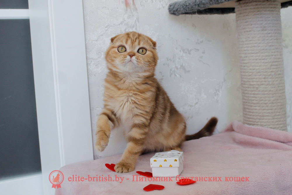 Шотландский вислоухий котенок циннамон мраморного окраса, девочка Hayley (Хейли), помет от 25.11.2025 шотландский котенок циннамон мрамор, британский кот мраморный, мраморный британец, мраморный окрас британских котят, британский кот мраморного окраса, мраморный окрас британской кошки, британец мраморного окраса, котята британцы мраморный окрас, мраморный окрас британских котят, серебристый мраморный британец, британская мраморная кошка характер, британский кот мраморного окраса, британец голубой мрамор, британец черный мрамор на серебре, красный мраморный британец, британская мраморная кошка, мраморный окрас британской кошки, британские кошки черный мрамор, мраморная британская короткошерстная кошка, британские кошки мрамор на серебре, британский кот черный мрамор, британский кот мрамор на серебре, британский мраморный котенок, британские котята мрамор, британские котята мрамор на серебре, британский котенок черный мрамор, британец мрамор, британец мрамор на серебре, британец мраморный кот, британец мраморного окраса, черный мраморный британец, черный мрамор британцы, мраморный вислоухий британец, котята британцы мраморный окрас, мраморные британцы котята, британские котята мраморного окраса фото, мраморный британец фото, мраморная британская кошка фото, британские кошки мраморного окраса фото, британские коты мраморные фото, британские котята фото мраморные, британцы мрамор на серебре фото, кот британец фото мраморный, британцы мраморный окрас фото