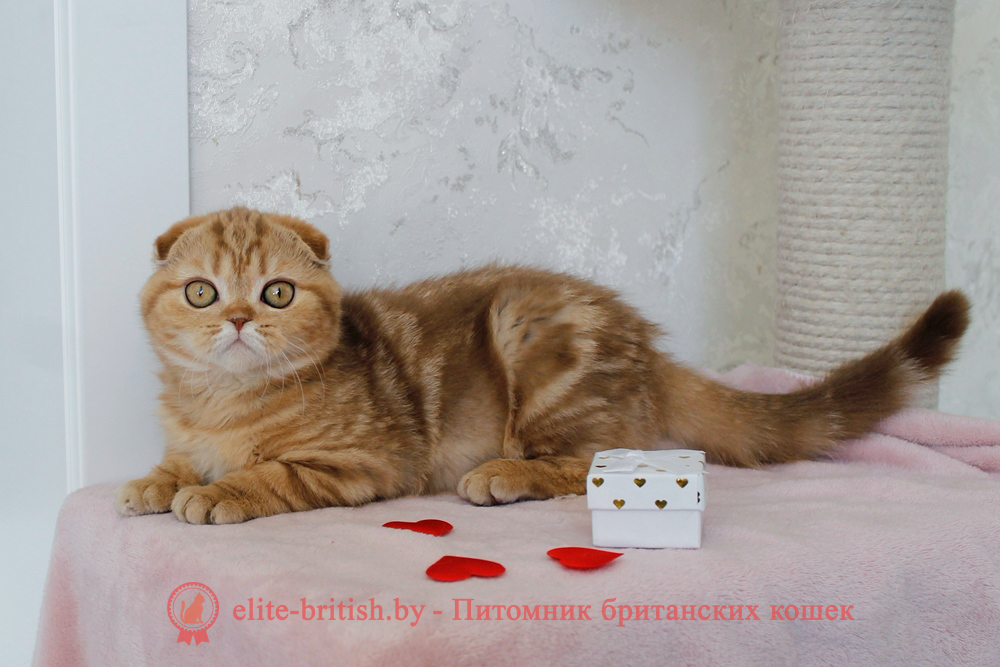 Шотландский вислоухий котенок циннамон мраморного окраса, девочка Hayley (Хейли), помет от 25.11.2025 шотландский котенок циннамон мрамор, британский кот мраморный, мраморный британец, мраморный окрас британских котят, британский кот мраморного окраса, мраморный окрас британской кошки, британец мраморного окраса, котята британцы мраморный окрас, мраморный окрас британских котят, серебристый мраморный британец, британская мраморная кошка характер, британский кот мраморного окраса, британец голубой мрамор, британец черный мрамор на серебре, красный мраморный британец, британская мраморная кошка, мраморный окрас британской кошки, британские кошки черный мрамор, мраморная британская короткошерстная кошка, британские кошки мрамор на серебре, британский кот черный мрамор, британский кот мрамор на серебре, британский мраморный котенок, британские котята мрамор, британские котята мрамор на серебре, британский котенок черный мрамор, британец мрамор, британец мрамор на серебре, британец мраморный кот, британец мраморного окраса, черный мраморный британец, черный мрамор британцы, мраморный вислоухий британец, котята британцы мраморный окрас, мраморные британцы котята, британские котята мраморного окраса фото, мраморный британец фото, мраморная британская кошка фото, британские кошки мраморного окраса фото, британские коты мраморные фото, британские котята фото мраморные, британцы мрамор на серебре фото, кот британец фото мраморный, британцы мраморный окрас фото