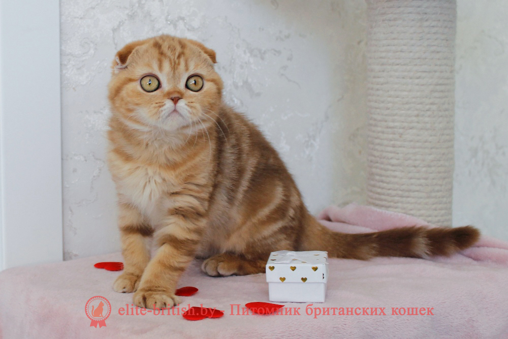 Шотландский вислоухий котенок циннамон мраморного окраса, девочка Hayley (Хейли), помет от 25.11.2025 шотландский котенок циннамон мрамор, британский кот мраморный, мраморный британец, мраморный окрас британских котят, британский кот мраморного окраса, мраморный окрас британской кошки, британец мраморного окраса, котята британцы мраморный окрас, мраморный окрас британских котят, серебристый мраморный британец, британская мраморная кошка характер, британский кот мраморного окраса, британец голубой мрамор, британец черный мрамор на серебре, красный мраморный британец, британская мраморная кошка, мраморный окрас британской кошки, британские кошки черный мрамор, мраморная британская короткошерстная кошка, британские кошки мрамор на серебре, британский кот черный мрамор, британский кот мрамор на серебре, британский мраморный котенок, британские котята мрамор, британские котята мрамор на серебре, британский котенок черный мрамор, британец мрамор, британец мрамор на серебре, британец мраморный кот, британец мраморного окраса, черный мраморный британец, черный мрамор британцы, мраморный вислоухий британец, котята британцы мраморный окрас, мраморные британцы котята, британские котята мраморного окраса фото, мраморный британец фото, мраморная британская кошка фото, британские кошки мраморного окраса фото, британские коты мраморные фото, британские котята фото мраморные, британцы мрамор на серебре фото, кот британец фото мраморный, британцы мраморный окрас фото