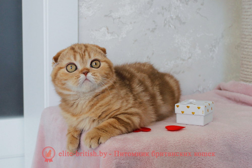 Шотландский вислоухий котенок циннамон мраморного окраса, девочка Hayley (Хейли), помет от 25.11.2025 шотландский котенок циннамон мрамор, британский кот мраморный, мраморный британец, мраморный окрас британских котят, британский кот мраморного окраса, мраморный окрас британской кошки, британец мраморного окраса, котята британцы мраморный окрас, мраморный окрас британских котят, серебристый мраморный британец, британская мраморная кошка характер, британский кот мраморного окраса, британец голубой мрамор, британец черный мрамор на серебре, красный мраморный британец, британская мраморная кошка, мраморный окрас британской кошки, британские кошки черный мрамор, мраморная британская короткошерстная кошка, британские кошки мрамор на серебре, британский кот черный мрамор, британский кот мрамор на серебре, британский мраморный котенок, британские котята мрамор, британские котята мрамор на серебре, британский котенок черный мрамор, британец мрамор, британец мрамор на серебре, британец мраморный кот, британец мраморного окраса, черный мраморный британец, черный мрамор британцы, мраморный вислоухий британец, котята британцы мраморный окрас, мраморные британцы котята, британские котята мраморного окраса фото, мраморный британец фото, мраморная британская кошка фото, британские кошки мраморного окраса фото, британские коты мраморные фото, британские котята фото мраморные, британцы мрамор на серебре фото, кот британец фото мраморный, британцы мраморный окрас фото