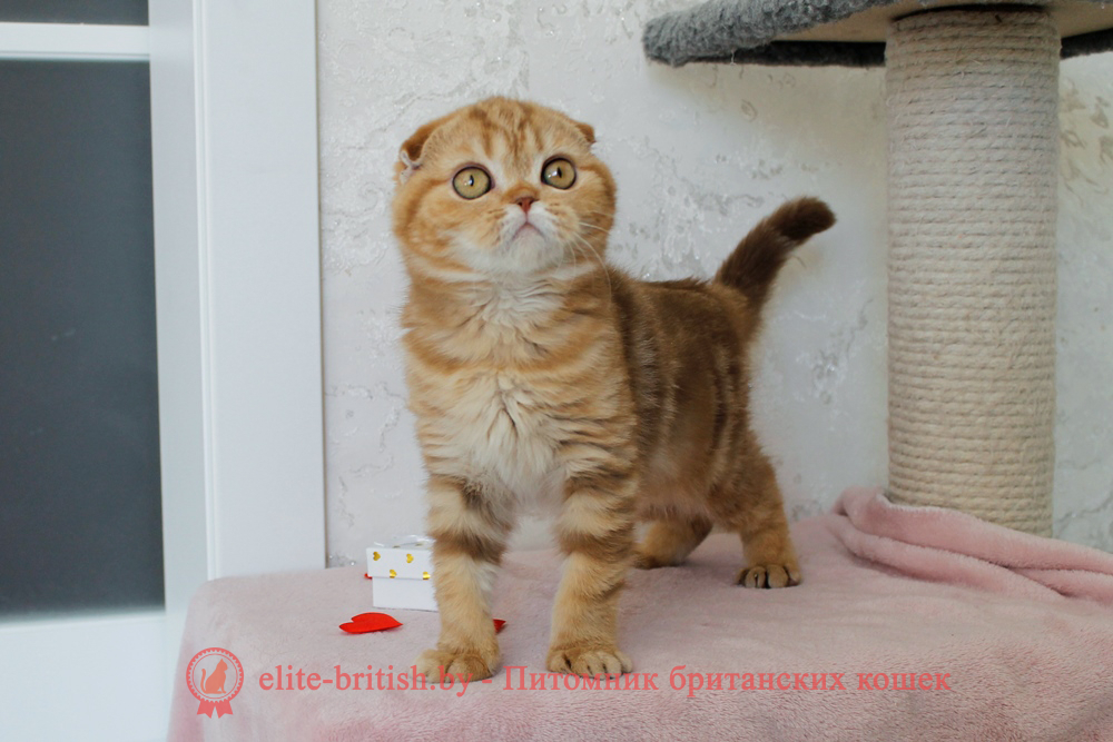 Шотландский вислоухий котенок циннамон мраморного окраса, девочка Hayley (Хейли), помет от 25.11.2025 шотландский котенок циннамон мрамор, британский кот мраморный, мраморный британец, мраморный окрас британских котят, британский кот мраморного окраса, мраморный окрас британской кошки, британец мраморного окраса, котята британцы мраморный окрас, мраморный окрас британских котят, серебристый мраморный британец, британская мраморная кошка характер, британский кот мраморного окраса, британец голубой мрамор, британец черный мрамор на серебре, красный мраморный британец, британская мраморная кошка, мраморный окрас британской кошки, британские кошки черный мрамор, мраморная британская короткошерстная кошка, британские кошки мрамор на серебре, британский кот черный мрамор, британский кот мрамор на серебре, британский мраморный котенок, британские котята мрамор, британские котята мрамор на серебре, британский котенок черный мрамор, британец мрамор, британец мрамор на серебре, британец мраморный кот, британец мраморного окраса, черный мраморный британец, черный мрамор британцы, мраморный вислоухий британец, котята британцы мраморный окрас, мраморные британцы котята, британские котята мраморного окраса фото, мраморный британец фото, мраморная британская кошка фото, британские кошки мраморного окраса фото, британские коты мраморные фото, британские котята фото мраморные, британцы мрамор на серебре фото, кот британец фото мраморный, британцы мраморный окрас фото