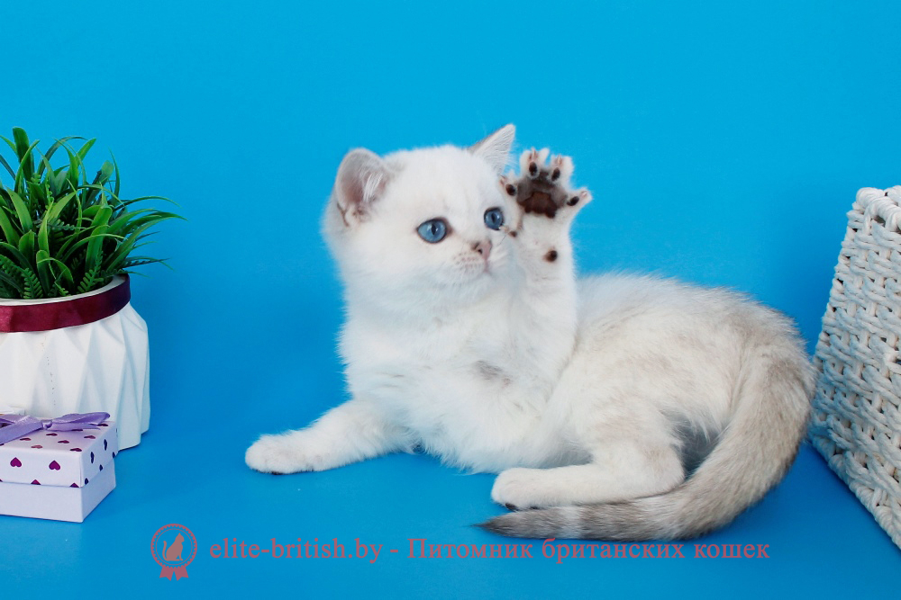 Британский котенок, серебристый табби пойнт окрас, мальчик Imir (Имир), помет от 19.12.2025 Британский котенок черный табби пойнт с голубыми глазами, британский кот мраморный, мраморный британец, мраморный окрас британских котят, британский кот мраморного окраса, мраморный окрас британской кошки, британец мраморного окраса, котята британцы мраморный окрас, мраморный окрас британских котят, серебристый мраморный британец, британская мраморная кошка характер, британский кот мраморного окраса, британец голубой мрамор, британец черный мрамор на серебре, красный мраморный британец, британская мраморная кошка, мраморный окрас британской кошки, британские кошки черный мрамор, мраморная британская короткошерстная кошка, британские кошки мрамор на серебре, британский кот черный мрамор