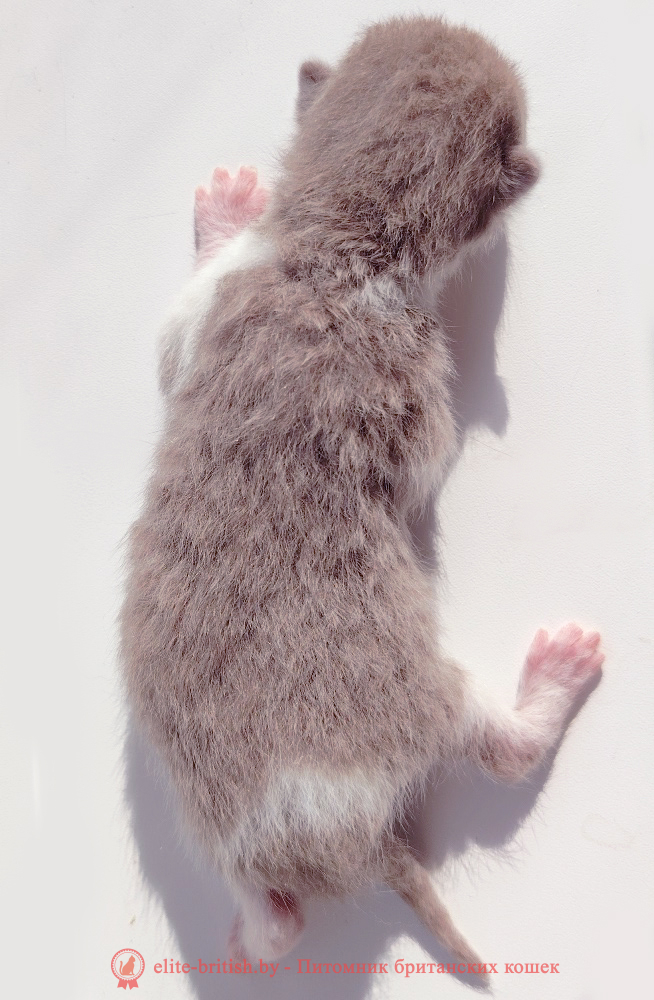купить британского котенка, купить британца, лиловый биколор, биколор британская кошка, кот британский биколор, британский котенок биколор, голубой биколор британец, биколор британец, британские котята биколор фото, британцы биколор фото, лиловый британец, британец лиловый фото, фото лиловых британцев, британский лиловый котенок, британские коты лилового окраса фото, фото лиловых британских котят, британские котята фото лиловые, британская кошка фото лиловая, фото лиловой британской кошки, британские котята лилового окраса фото, лиловая британская кошка, британский лиловый кот фото, британские котята лилового окраса, лиловый окрас британских кошек фото, лиловый британский кот, кот британец лиловый фото, лиловый окрас британских кошек, британцы лилового окраса, британец лилового цвета, британец лилового окраса фото, лиловые британцы вислоухие фото, британская короткошерстная кошка лиловая, лиловый цвет британских кошек, британская лиловая кошка характер, британские котята лилового цвета, британские вислоухие котята фото лиловые, котята британцы лиловые фото, британский кот лилового окраса, британский вислоухий кот лиловый, британские котята лиловые купить, британские лиловые котята цена, купить лилового британца, лиловые британцы котята, британцы коты лиловые