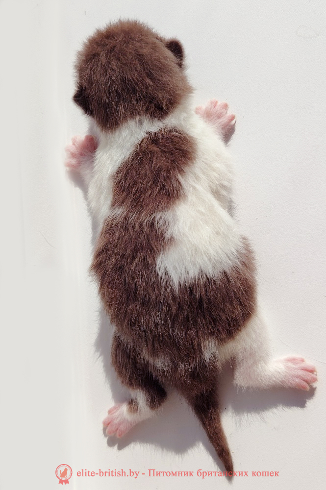 купить британского котенка, купить британца, шоколадный биколор, шоколадные британцы фото, британские кошки шоколадного окраса фото, британские шоколадные котята фото, британские кошки шоколадный окрас, шоколадный британец, британская шоколадная кошка фото, британский шоколадный кот фото, купить британского котенка шоколадного окраса, котенок британец шоколадный, биколор британец, биколор британец, британские котята биколор фото, британцы биколор фото