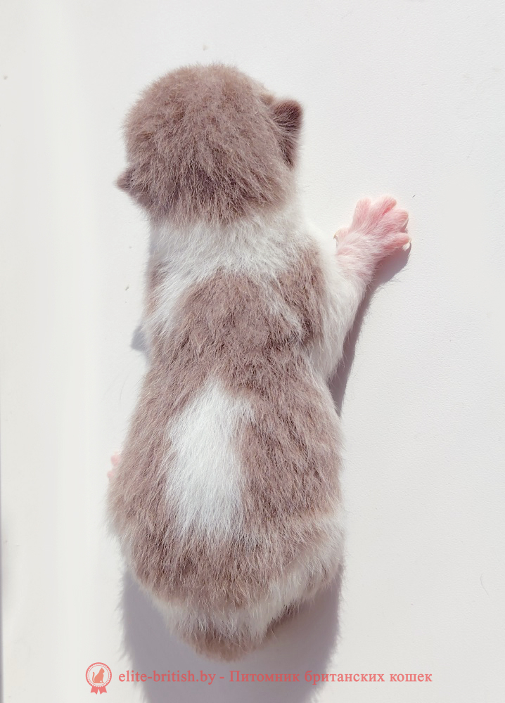 купить британского котенка, купить британца, лиловый биколор, биколор британская кошка, кот британский биколор, британский котенок биколор, голубой биколор британец, биколор британец, британские котята биколор фото, британцы биколор фото, лиловый британец, британец лиловый фото, фото лиловых британцев, британский лиловый котенок, британские коты лилового окраса фото, фото лиловых британских котят, британские котята фото лиловые, британская кошка фото лиловая, фото лиловой британской кошки, британские котята лилового окраса фото, лиловая британская кошка, британский лиловый кот фото, британские котята лилового окраса, лиловый окрас британских кошек фото, лиловый британский кот, кот британец лиловый фото, лиловый окрас британских кошек, британцы лилового окраса, британец лилового цвета, британец лилового окраса фото, лиловые британцы вислоухие фото, британская короткошерстная кошка лиловая, лиловый цвет британских кошек, британская лиловая кошка характер, британские котята лилового цвета, британские вислоухие котята фото лиловые, котята британцы лиловые фото, британский кот лилового окраса, британский вислоухий кот лиловый, британские котята лиловые купить, британские лиловые котята цена, купить лилового британца, лиловые британцы котята, британцы коты лиловые