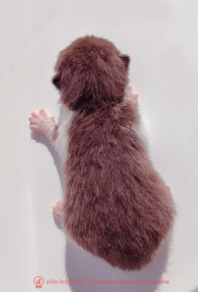 купить британского котенка, купить британца, шоколадный биколор, шоколадные британцы фото, британские кошки шоколадного окраса фото, британские шоколадные котята фото, британские кошки шоколадный окрас, шоколадный британец, британская шоколадная кошка фото, британский шоколадный кот фото, купить британского котенка шоколадного окраса, котенок британец шоколадный, биколор британец, биколор британец, британские котята биколор фото, британцы биколор фото