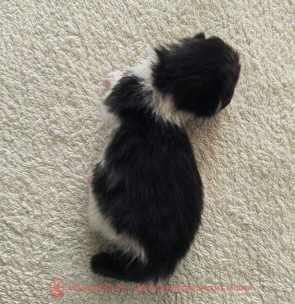 купить британского котенка, купить британца, британец черный фото, черные британцы фото, черный британский кот фото, черные британские коты фото, черная британская кошка, черная британская кошка фото, черный британский кот, черные британские коты, британский черный котенок, черные британские котята, кот британец черный фото, черные коты британцы фото, черный британец, британцы черные, британские котята черного окраса, черный британец котенок, котята британцы черные, фото черного британского котенка, черные британские котята фото, британцы коты черные, черный британец кот, британец черный мрамор на серебре, британские коты черного окраса фото, британец черного цвета, черная кошка британец, кот британец черно белый, британец черного цвета, британские кошки окрас черный, британцы черный окрас, британские кошки черный мрамор, британский кот черный мрамор, британский котенок черный мрамор, черный мраморный британец, черный мрамор британцы