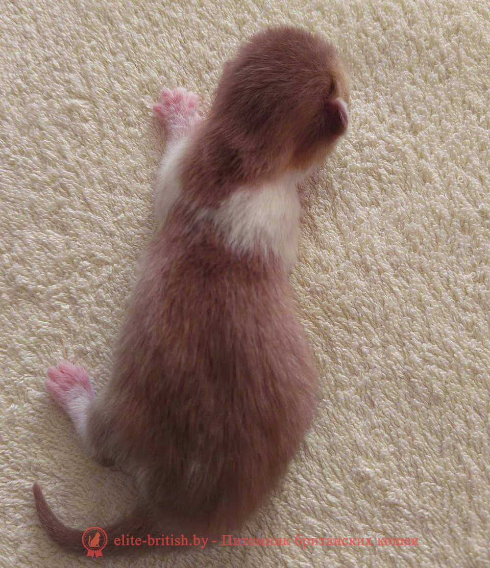 купить британского котенка, купить британца, британец черный фото, черные британцы фото, черный британский кот фото, черные британские коты фото, черная британская кошка, черная британская кошка фото, черный британский кот, черные британские коты, британский черный котенок, черные британские котята, кот британец черный фото, черные коты британцы фото, черный британец, британцы черные, британские котята черного окраса, черный британец котенок, котята британцы черные, фото черного британского котенка, черные британские котята фото, британцы коты черные, черный британец кот, британец черный мрамор на серебре, британские коты черного окраса фото, британец черного цвета, черная кошка британец, кот британец черно белый, британец черного цвета, британские кошки окрас черный, британцы черный окрас, британские кошки черный мрамор, британский кот черный мрамор, британский котенок черный мрамор, черный мраморный британец, черный мрамор британцы