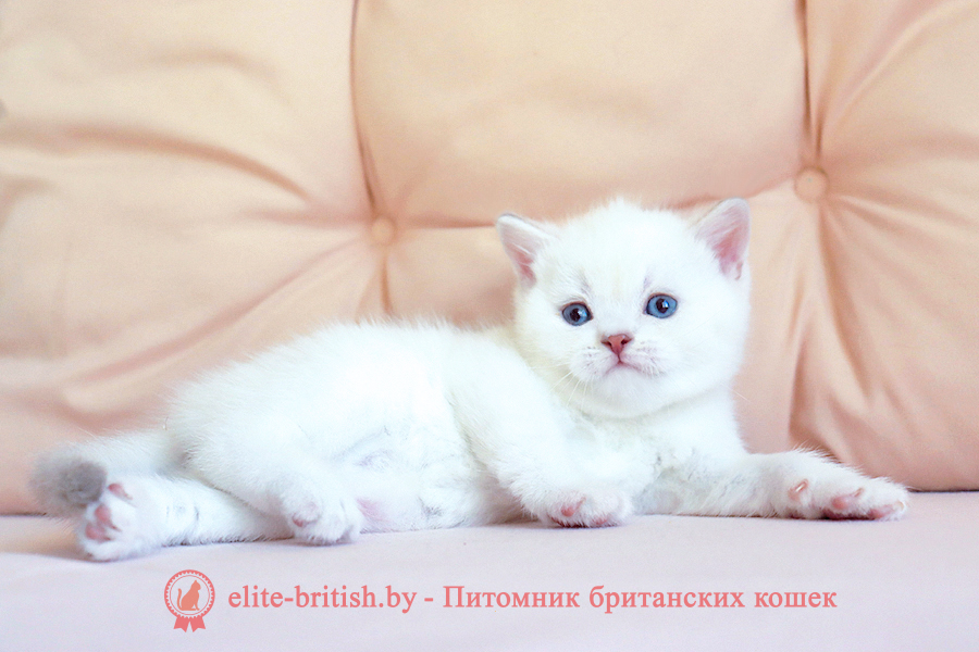 Британский котенок золотая шиншилла пойнт окрас, девочка Athena (Афина), помет от 12.03.2026 британский кот золотой поинт, британец колор поинт, британская кошка поинт колор, британский кот шиншилла поинт, британские котята золотой поинт, британские котята золотой поинт, британские котята колор поинт, золотой поинт британец, британцы лилак поинт, британец поинт, британские котята сил поинт, британские кошки шиншилла поинт, британские котята окраса золотой поинт, британец золотой поинт фото, британец колор поинт фото, британская кошка колор поинт фото, шиншилла пойнт британские кошки, британские кошки колор пойнт, блю пойнт британские котята, блю пойнт британцы, колор пойнт британец, кот британский колор пойнт, британские котята колор пойнт, золотой британский кот, золотые британцы фото, золотой британец, британская кошка золотая шиншилла, британский кот шиншилла золотая, золотой тикированный британец, британец золотая шиншилла, британец золотистый, котята британские окрас золотая шиншилла, британская кошка золотая шиншилла фото