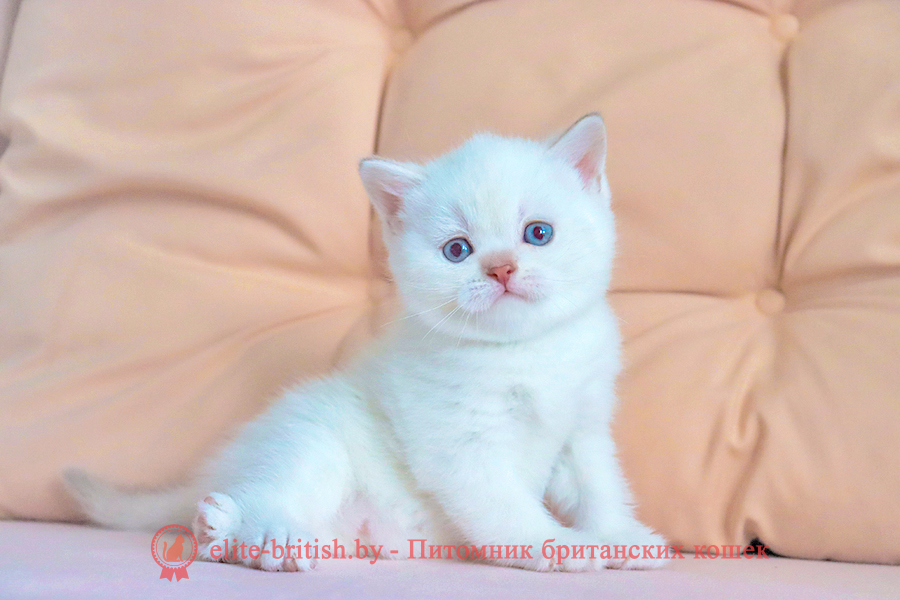 Британский котенок золотая шиншилла пойнт окрас, девочка Athena (Афина), помет от 12.03.2026 британский кот золотой поинт, британец колор поинт, британская кошка поинт колор, британский кот шиншилла поинт, британские котята золотой поинт, британские котята золотой поинт, британские котята колор поинт, золотой поинт британец, британцы лилак поинт, британец поинт, британские котята сил поинт, британские кошки шиншилла поинт, британские котята окраса золотой поинт, британец золотой поинт фото, британец колор поинт фото, британская кошка колор поинт фото, шиншилла пойнт британские кошки, британские кошки колор пойнт, блю пойнт британские котята, блю пойнт британцы, колор пойнт британец, кот британский колор пойнт, британские котята колор пойнт, золотой британский кот, золотые британцы фото, золотой британец, британская кошка золотая шиншилла, британский кот шиншилла золотая, золотой тикированный британец, британец золотая шиншилла, британец золотистый, котята британские окрас золотая шиншилла, британская кошка золотая шиншилла фото