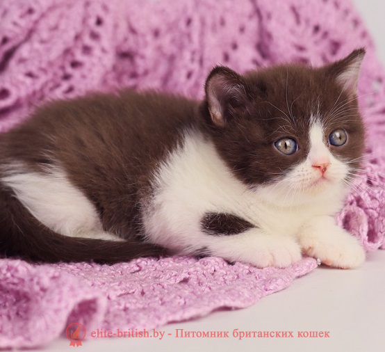 купить британского котенка, купить британца, шоколадный биколор, шоколадные британцы фото, британские кошки шоколадного окраса фото, британские шоколадные котята фото, британские кошки шоколадный окрас, шоколадный британец, британская шоколадная кошка фото, британский шоколадный кот фото, купить британского котенка шоколадного окраса, котенок британец шоколадный, биколор британец, биколор британец, британские котята биколор фото, британцы биколор фото