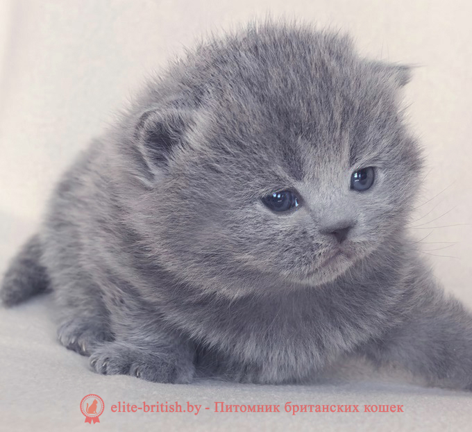 купить британского котенка, купить британца, шоколадные британцы фото, британские кошки купить британского котенка, купить британца, британец голубой фото, голубые британцы фото, британский кошки голубой, британская голубая кошка, британская голубая кошка фото, британской голубой кошки фото, кот британский голубой, коты британские голубые, голубые британские котята фото, британский голубой котенок фото, британский голубой кот фото, фото британского голубого кота, окрас британских котят голубой фото, британские котята голубого окраса фото, британцы коты фото голубые