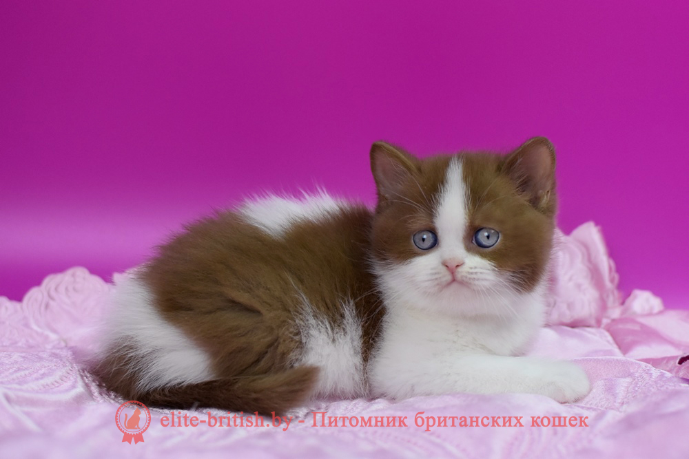 Британский котенок циннамон биколор окраса, мальчик Xavier (Ксавьер), помет от 1.04.2026 циннамон биколор британская кошка, кот британский циннамон биколор, британский котенок циннамон биколор , шоколадный ван британец, циннамон биколор британец, британские котята циннамон фото, британцы циннамон фото, циннамон британская кошка, кот британский циннамон арелекин, британский котенок , циннамон арелекин британец, британец, британские котята фото, британцы фото