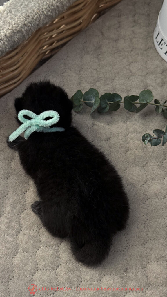 Британский котенок черного окраса, девочка Odie (Оди), Olly (Олли), помет от 24.04.2026 британец черный фото, черные британцы фото, черный британский кот фото, черные британские коты фото, черная британская кошка, черная британская кошка фото, черный британский кот, черные британские коты, британский черный котенок, черные британские котята, кот британец черный фото, черные коты британцы фото, черный британец, британцы черные, британские котята черного окраса, черный британец котенок, котята британцы черные, фото черного британского котенка, черные британские котята фото, британцы коты черные, черный британец кот, британец черный мрамор на серебре, британские коты черного окраса фото, британец черного цвета, черная кошка британец, кот британец черно белый, британец черного цвета, британские кошки окрас черный, британцы черный окрас, британские кошки черный мрамор, британский кот черный мрамор, британский котенок черный мрамор, черный мраморный британец, черный мрамор британцы, котята британцы черные фото, черный британец котенок фото, британцы черного окраса фото, кошки британцы черные фото, британские кошки черного окраса фото, фото британских котят черного окраса, британская кошка черного окраса, британская черный окрас, британские котята черного окраса, британские котята черного окраса фото, британские кошки черного окраса фото, британский кот черного окраса фото, британцы черного окраса, британцы черного окраса фото