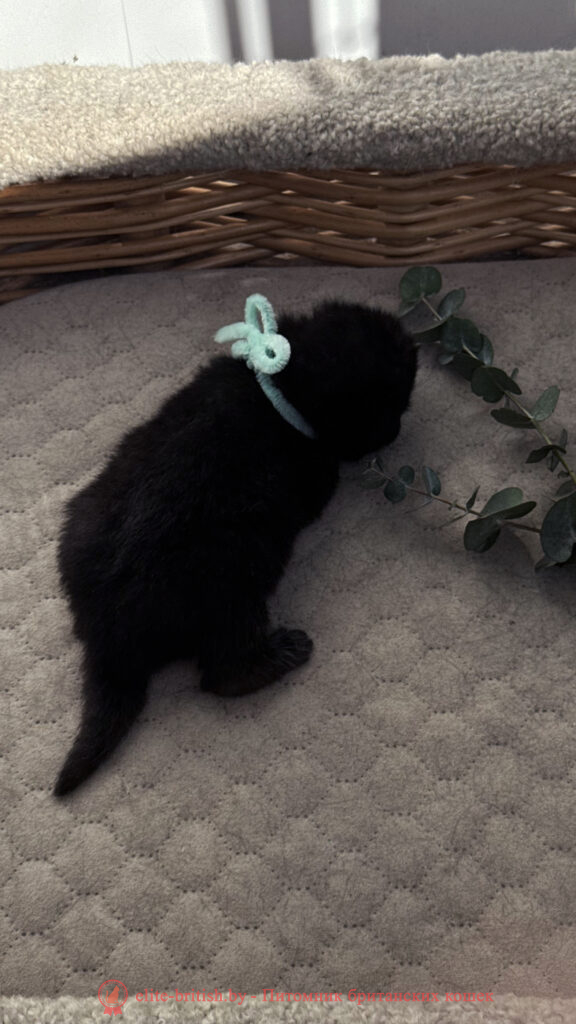 Британский котенок черного окраса, девочка Odie (Оди), Olly (Олли), помет от 24.04.2026 британец черный фото, черные британцы фото, черный британский кот фото, черные британские коты фото, черная британская кошка, черная британская кошка фото, черный британский кот, черные британские коты, британский черный котенок, черные британские котята, кот британец черный фото, черные коты британцы фото, черный британец, британцы черные, британские котята черного окраса, черный британец котенок, котята британцы черные, фото черного британского котенка, черные британские котята фото, британцы коты черные, черный британец кот, британец черный мрамор на серебре, британские коты черного окраса фото, британец черного цвета, черная кошка британец, кот британец черно белый, британец черного цвета, британские кошки окрас черный, британцы черный окрас, британские кошки черный мрамор, британский кот черный мрамор, британский котенок черный мрамор, черный мраморный британец, черный мрамор британцы, котята британцы черные фото, черный британец котенок фото, британцы черного окраса фото, кошки британцы черные фото, британские кошки черного окраса фото, фото британских котят черного окраса, британская кошка черного окраса, британская черный окрас, британские котята черного окраса, британские котята черного окраса фото, британские кошки черного окраса фото, британский кот черного окраса фото, британцы черного окраса, британцы черного окраса фото