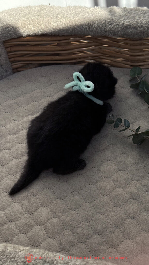 Британский котенок черного окраса, девочка Odie (Оди), Olly (Олли), помет от 24.04.2026 британец черный фото, черные британцы фото, черный британский кот фото, черные британские коты фото, черная британская кошка, черная британская кошка фото, черный британский кот, черные британские коты, британский черный котенок, черные британские котята, кот британец черный фото, черные коты британцы фото, черный британец, британцы черные, британские котята черного окраса, черный британец котенок, котята британцы черные, фото черного британского котенка, черные британские котята фото, британцы коты черные, черный британец кот, британец черный мрамор на серебре, британские коты черного окраса фото, британец черного цвета, черная кошка британец, кот британец черно белый, британец черного цвета, британские кошки окрас черный, британцы черный окрас, британские кошки черный мрамор, британский кот черный мрамор, британский котенок черный мрамор, черный мраморный британец, черный мрамор британцы, котята британцы черные фото, черный британец котенок фото, британцы черного окраса фото, кошки британцы черные фото, британские кошки черного окраса фото, фото британских котят черного окраса, британская кошка черного окраса, британская черный окрас, британские котята черного окраса, британские котята черного окраса фото, британские кошки черного окраса фото, британский кот черного окраса фото, британцы черного окраса, британцы черного окраса фото