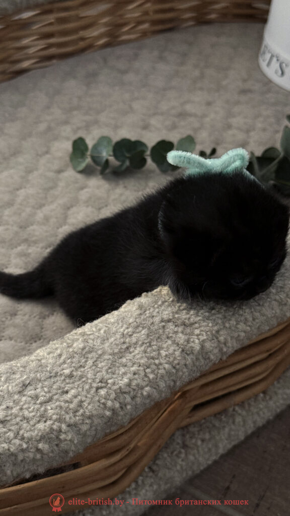 Британский котенок черного окраса, девочка Odie (Оди), Olly (Олли), помет от 24.04.2026 британец черный фото, черные британцы фото, черный британский кот фото, черные британские коты фото, черная британская кошка, черная британская кошка фото, черный британский кот, черные британские коты, британский черный котенок, черные британские котята, кот британец черный фото, черные коты британцы фото, черный британец, британцы черные, британские котята черного окраса, черный британец котенок, котята британцы черные, фото черного британского котенка, черные британские котята фото, британцы коты черные, черный британец кот, британец черный мрамор на серебре, британские коты черного окраса фото, британец черного цвета, черная кошка британец, кот британец черно белый, британец черного цвета, британские кошки окрас черный, британцы черный окрас, британские кошки черный мрамор, британский кот черный мрамор, британский котенок черный мрамор, черный мраморный британец, черный мрамор британцы, котята британцы черные фото, черный британец котенок фото, британцы черного окраса фото, кошки британцы черные фото, британские кошки черного окраса фото, фото британских котят черного окраса, британская кошка черного окраса, британская черный окрас, британские котята черного окраса, британские котята черного окраса фото, британские кошки черного окраса фото, британский кот черного окраса фото, британцы черного окраса, британцы черного окраса фото