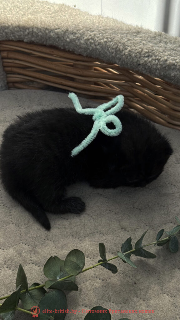 Британский котенок черного окраса, девочка Odie (Оди), Olly (Олли), помет от 24.04.2026 британец черный фото, черные британцы фото, черный британский кот фото, черные британские коты фото, черная британская кошка, черная британская кошка фото, черный британский кот, черные британские коты, британский черный котенок, черные британские котята, кот британец черный фото, черные коты британцы фото, черный британец, британцы черные, британские котята черного окраса, черный британец котенок, котята британцы черные, фото черного британского котенка, черные британские котята фото, британцы коты черные, черный британец кот, британец черный мрамор на серебре, британские коты черного окраса фото, британец черного цвета, черная кошка британец, кот британец черно белый, британец черного цвета, британские кошки окрас черный, британцы черный окрас, британские кошки черный мрамор, британский кот черный мрамор, британский котенок черный мрамор, черный мраморный британец, черный мрамор британцы, котята британцы черные фото, черный британец котенок фото, британцы черного окраса фото, кошки британцы черные фото, британские кошки черного окраса фото, фото британских котят черного окраса, британская кошка черного окраса, британская черный окрас, британские котята черного окраса, британские котята черного окраса фото, британские кошки черного окраса фото, британский кот черного окраса фото, британцы черного окраса, британцы черного окраса фото