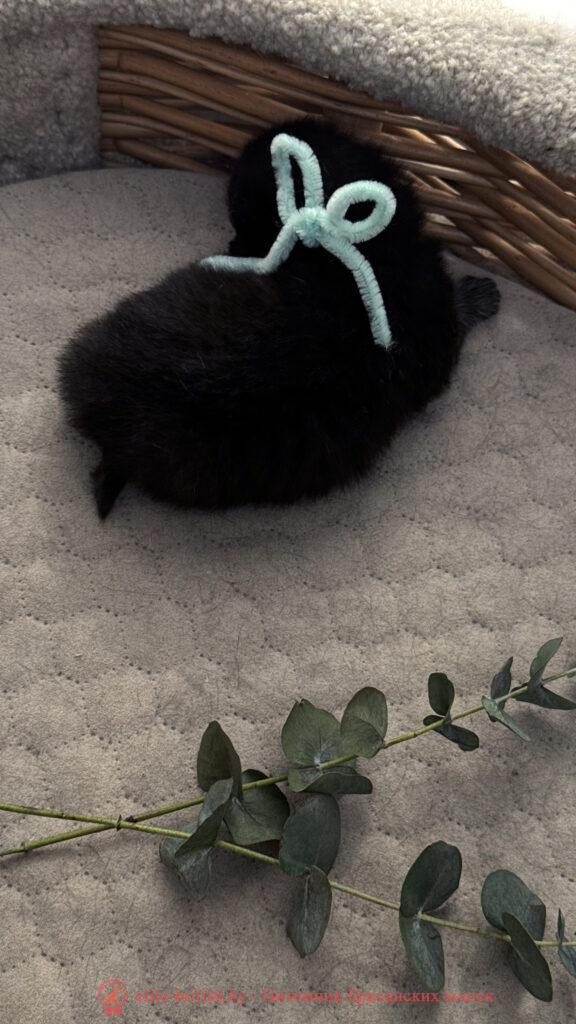 Британский котенок черного окраса, девочка Odie (Оди), Olly (Олли), помет от 24.04.2026 британец черный фото, черные британцы фото, черный британский кот фото, черные британские коты фото, черная британская кошка, черная британская кошка фото, черный британский кот, черные британские коты, британский черный котенок, черные британские котята, кот британец черный фото, черные коты британцы фото, черный британец, британцы черные, британские котята черного окраса, черный британец котенок, котята британцы черные, фото черного британского котенка, черные британские котята фото, британцы коты черные, черный британец кот, британец черный мрамор на серебре, британские коты черного окраса фото, британец черного цвета, черная кошка британец, кот британец черно белый, британец черного цвета, британские кошки окрас черный, британцы черный окрас, британские кошки черный мрамор, британский кот черный мрамор, британский котенок черный мрамор, черный мраморный британец, черный мрамор британцы, котята британцы черные фото, черный британец котенок фото, британцы черного окраса фото, кошки британцы черные фото, британские кошки черного окраса фото, фото британских котят черного окраса, британская кошка черного окраса, британская черный окрас, британские котята черного окраса, британские котята черного окраса фото, британские кошки черного окраса фото, британский кот черного окраса фото, британцы черного окраса, британцы черного окраса фото