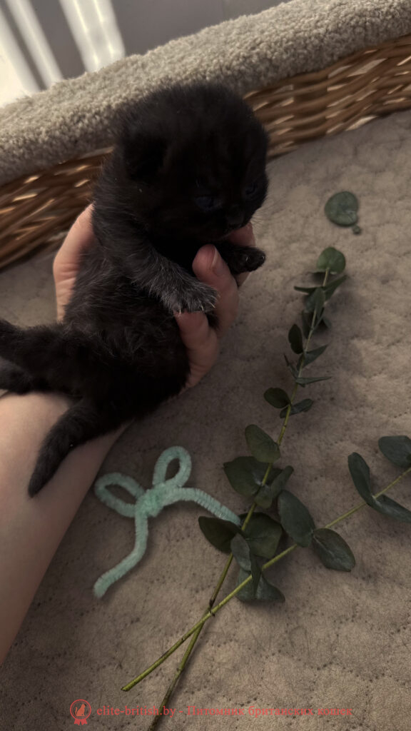 Британский котенок черного окраса, девочка Odie (Оди), Olly (Олли), помет от 24.04.2026 британец черный фото, черные британцы фото, черный британский кот фото, черные британские коты фото, черная британская кошка, черная британская кошка фото, черный британский кот, черные британские коты, британский черный котенок, черные британские котята, кот британец черный фото, черные коты британцы фото, черный британец, британцы черные, британские котята черного окраса, черный британец котенок, котята британцы черные, фото черного британского котенка, черные британские котята фото, британцы коты черные, черный британец кот, британец черный мрамор на серебре, британские коты черного окраса фото, британец черного цвета, черная кошка британец, кот британец черно белый, британец черного цвета, британские кошки окрас черный, британцы черный окрас, британские кошки черный мрамор, британский кот черный мрамор, британский котенок черный мрамор, черный мраморный британец, черный мрамор британцы, котята британцы черные фото, черный британец котенок фото, британцы черного окраса фото, кошки британцы черные фото, британские кошки черного окраса фото, фото британских котят черного окраса, британская кошка черного окраса, британская черный окрас, британские котята черного окраса, британские котята черного окраса фото, британские кошки черного окраса фото, британский кот черного окраса фото, британцы черного окраса, британцы черного окраса фото