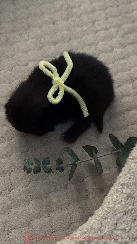 Британский котенок черного окраса, девочка Odie (Оди), Olly (Олли), помет от 24.04.2026 британец черный фото, черные британцы фото, черный британский кот фото, черные британские коты фото, черная британская кошка, черная британская кошка фото, черный британский кот, черные британские коты, британский черный котенок, черные британские котята, кот британец черный фото, черные коты британцы фото, черный британец, британцы черные, британские котята черного окраса, черный британец котенок, котята британцы черные, фото черного британского котенка, черные британские котята фото, британцы коты черные, черный британец кот, британец черный мрамор на серебре, британские коты черного окраса фото, британец черного цвета, черная кошка британец, кот британец черно белый, британец черного цвета, британские кошки окрас черный, британцы черный окрас, британские кошки черный мрамор, британский кот черный мрамор, британский котенок черный мрамор, черный мраморный британец, черный мрамор британцы, котята британцы черные фото, черный британец котенок фото, британцы черного окраса фото, кошки британцы черные фото, британские кошки черного окраса фото, фото британских котят черного окраса, британская кошка черного окраса, британская черный окрас, британские котята черного окраса, британские котята черного окраса фото, британские кошки черного окраса фото, британский кот черного окраса фото, британцы черного окраса, британцы черного окраса фото