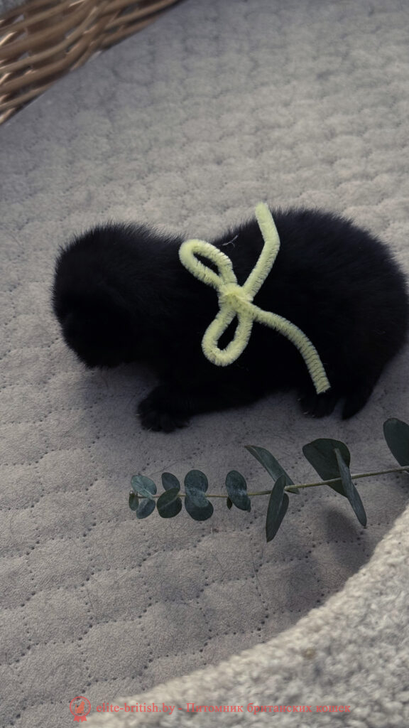 Британский котенок черного окраса, девочка Odie (Оди), Olly (Олли), помет от 24.04.2026 британец черный фото, черные британцы фото, черный британский кот фото, черные британские коты фото, черная британская кошка, черная британская кошка фото, черный британский кот, черные британские коты, британский черный котенок, черные британские котята, кот британец черный фото, черные коты британцы фото, черный британец, британцы черные, британские котята черного окраса, черный британец котенок, котята британцы черные, фото черного британского котенка, черные британские котята фото, британцы коты черные, черный британец кот, британец черный мрамор на серебре, британские коты черного окраса фото, британец черного цвета, черная кошка британец, кот британец черно белый, британец черного цвета, британские кошки окрас черный, британцы черный окрас, британские кошки черный мрамор, британский кот черный мрамор, британский котенок черный мрамор, черный мраморный британец, черный мрамор британцы, котята британцы черные фото, черный британец котенок фото, британцы черного окраса фото, кошки британцы черные фото, британские кошки черного окраса фото, фото британских котят черного окраса, британская кошка черного окраса, британская черный окрас, британские котята черного окраса, британские котята черного окраса фото, британские кошки черного окраса фото, британский кот черного окраса фото, британцы черного окраса, британцы черного окраса фото