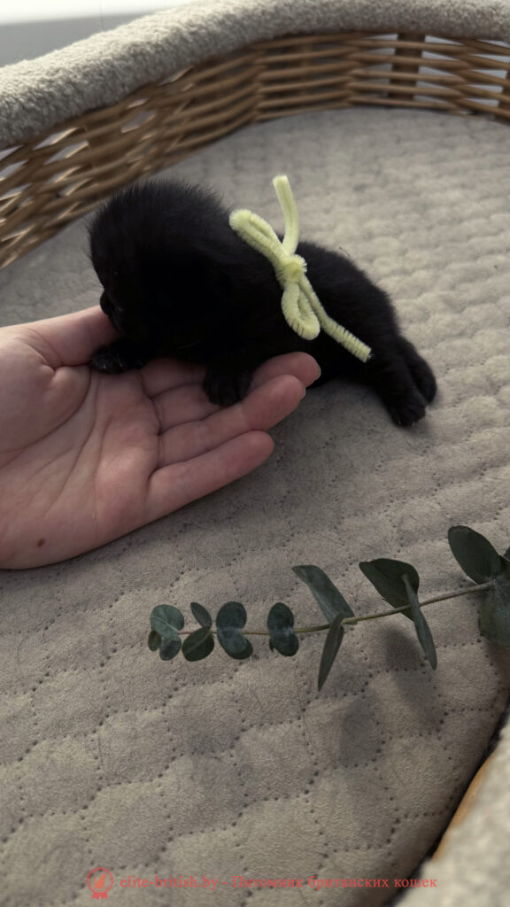 Британский котенок черного окраса, девочка Odie (Оди), Olly (Олли), помет от 24.04.2026 британец черный фото, черные британцы фото, черный британский кот фото, черные британские коты фото, черная британская кошка, черная британская кошка фото, черный британский кот, черные британские коты, британский черный котенок, черные британские котята, кот британец черный фото, черные коты британцы фото, черный британец, британцы черные, британские котята черного окраса, черный британец котенок, котята британцы черные, фото черного британского котенка, черные британские котята фото, британцы коты черные, черный британец кот, британец черный мрамор на серебре, британские коты черного окраса фото, британец черного цвета, черная кошка британец, кот британец черно белый, британец черного цвета, британские кошки окрас черный, британцы черный окрас, британские кошки черный мрамор, британский кот черный мрамор, британский котенок черный мрамор, черный мраморный британец, черный мрамор британцы, котята британцы черные фото, черный британец котенок фото, британцы черного окраса фото, кошки британцы черные фото, британские кошки черного окраса фото, фото британских котят черного окраса, британская кошка черного окраса, британская черный окрас, британские котята черного окраса, британские котята черного окраса фото, британские кошки черного окраса фото, британский кот черного окраса фото, британцы черного окраса, британцы черного окраса фото
