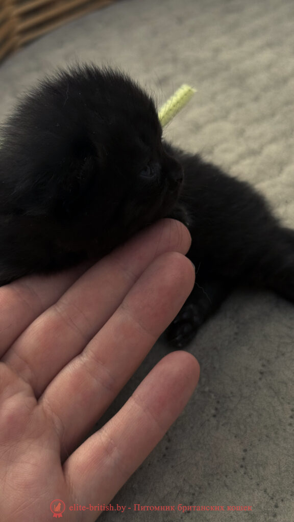 Британский котенок черного окраса, девочка Odie (Оди), Olly (Олли), помет от 24.04.2026 британец черный фото, черные британцы фото, черный британский кот фото, черные британские коты фото, черная британская кошка, черная британская кошка фото, черный британский кот, черные британские коты, британский черный котенок, черные британские котята, кот британец черный фото, черные коты британцы фото, черный британец, британцы черные, британские котята черного окраса, черный британец котенок, котята британцы черные, фото черного британского котенка, черные британские котята фото, британцы коты черные, черный британец кот, британец черный мрамор на серебре, британские коты черного окраса фото, британец черного цвета, черная кошка британец, кот британец черно белый, британец черного цвета, британские кошки окрас черный, британцы черный окрас, британские кошки черный мрамор, британский кот черный мрамор, британский котенок черный мрамор, черный мраморный британец, черный мрамор британцы, котята британцы черные фото, черный британец котенок фото, британцы черного окраса фото, кошки британцы черные фото, британские кошки черного окраса фото, фото британских котят черного окраса, британская кошка черного окраса, британская черный окрас, британские котята черного окраса, британские котята черного окраса фото, британские кошки черного окраса фото, британский кот черного окраса фото, британцы черного окраса, британцы черного окраса фото