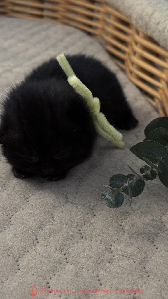 Британский котенок черного окраса, девочка Odie (Оди), Olly (Олли), помет от 24.04.2026 британец черный фото, черные британцы фото, черный британский кот фото, черные британские коты фото, черная британская кошка, черная британская кошка фото, черный британский кот, черные британские коты, британский черный котенок, черные британские котята, кот британец черный фото, черные коты британцы фото, черный британец, британцы черные, британские котята черного окраса, черный британец котенок, котята британцы черные, фото черного британского котенка, черные британские котята фото, британцы коты черные, черный британец кот, британец черный мрамор на серебре, британские коты черного окраса фото, британец черного цвета, черная кошка британец, кот британец черно белый, британец черного цвета, британские кошки окрас черный, британцы черный окрас, британские кошки черный мрамор, британский кот черный мрамор, британский котенок черный мрамор, черный мраморный британец, черный мрамор британцы, котята британцы черные фото, черный британец котенок фото, британцы черного окраса фото, кошки британцы черные фото, британские кошки черного окраса фото, фото британских котят черного окраса, британская кошка черного окраса, британская черный окрас, британские котята черного окраса, британские котята черного окраса фото, британские кошки черного окраса фото, британский кот черного окраса фото, британцы черного окраса, британцы черного окраса фото