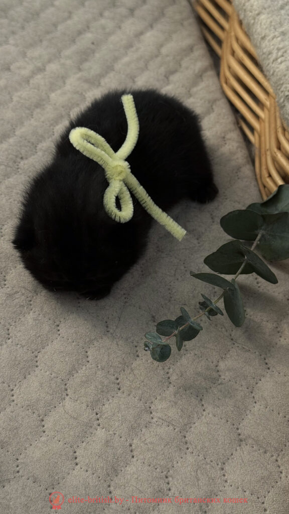 Британский котенок черного окраса, девочка Odie (Оди), Olly (Олли), помет от 24.04.2026 британец черный фото, черные британцы фото, черный британский кот фото, черные британские коты фото, черная британская кошка, черная британская кошка фото, черный британский кот, черные британские коты, британский черный котенок, черные британские котята, кот британец черный фото, черные коты британцы фото, черный британец, британцы черные, британские котята черного окраса, черный британец котенок, котята британцы черные, фото черного британского котенка, черные британские котята фото, британцы коты черные, черный британец кот, британец черный мрамор на серебре, британские коты черного окраса фото, британец черного цвета, черная кошка британец, кот британец черно белый, британец черного цвета, британские кошки окрас черный, британцы черный окрас, британские кошки черный мрамор, британский кот черный мрамор, британский котенок черный мрамор, черный мраморный британец, черный мрамор британцы, котята британцы черные фото, черный британец котенок фото, британцы черного окраса фото, кошки британцы черные фото, британские кошки черного окраса фото, фото британских котят черного окраса, британская кошка черного окраса, британская черный окрас, британские котята черного окраса, британские котята черного окраса фото, британские кошки черного окраса фото, британский кот черного окраса фото, британцы черного окраса, британцы черного окраса фото
