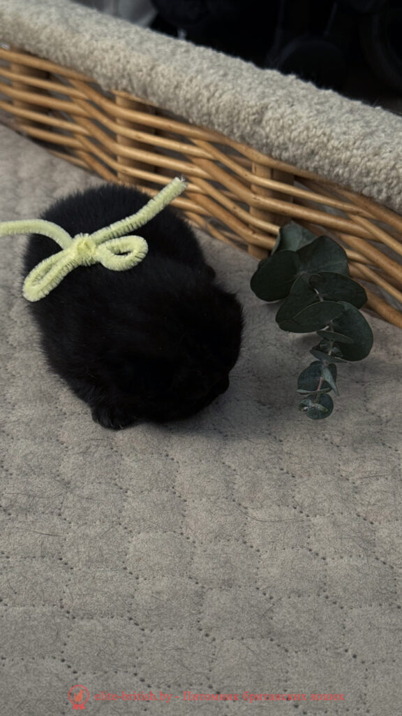 Британский котенок черного окраса, девочка Odie (Оди), Olly (Олли), помет от 24.04.2026 британец черный фото, черные британцы фото, черный британский кот фото, черные британские коты фото, черная британская кошка, черная британская кошка фото, черный британский кот, черные британские коты, британский черный котенок, черные британские котята, кот британец черный фото, черные коты британцы фото, черный британец, британцы черные, британские котята черного окраса, черный британец котенок, котята британцы черные, фото черного британского котенка, черные британские котята фото, британцы коты черные, черный британец кот, британец черный мрамор на серебре, британские коты черного окраса фото, британец черного цвета, черная кошка британец, кот британец черно белый, британец черного цвета, британские кошки окрас черный, британцы черный окрас, британские кошки черный мрамор, британский кот черный мрамор, британский котенок черный мрамор, черный мраморный британец, черный мрамор британцы, котята британцы черные фото, черный британец котенок фото, британцы черного окраса фото, кошки британцы черные фото, британские кошки черного окраса фото, фото британских котят черного окраса, британская кошка черного окраса, британская черный окрас, британские котята черного окраса, британские котята черного окраса фото, британские кошки черного окраса фото, британский кот черного окраса фото, британцы черного окраса, британцы черного окраса фото