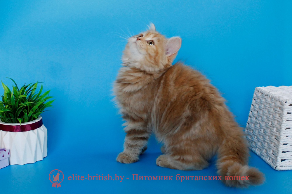 шотландский скоттиш страйт короткошерстный котенок циннамон черепаховый мраморный, британские котята цвета корицы, британский короткошерстный котенок цвета корицы, британские котята цвета корицы, циннамон британец, британские кошки циннамон, британский кот циннамон, британские котята циннамон, британцы окраса циннамон, циннамон британец фото, британский кот мраморный, мраморный британец, мраморный окрас британских котят, британский кот мраморного окраса, мраморный окрас британской кошки, британец мраморного окраса, котята британцы мраморный окрас, мраморный окрас британских котят, серебристый мраморный британец, британская мраморная кошка характер, британский кот мраморного окраса, британец голубой мрамор, британец черный мрамор на серебре, красный мраморный британец, британская мраморная кошка