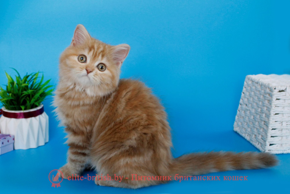 шотландский скоттиш страйт короткошерстный котенок циннамон черепаховый мраморный, британские котята цвета корицы, британский короткошерстный котенок цвета корицы, британские котята цвета корицы, циннамон британец, британские кошки циннамон, британский кот циннамон, британские котята циннамон, британцы окраса циннамон, циннамон британец фото, британский кот мраморный, мраморный британец, мраморный окрас британских котят, британский кот мраморного окраса, мраморный окрас британской кошки, британец мраморного окраса, котята британцы мраморный окрас, мраморный окрас британских котят, серебристый мраморный британец, британская мраморная кошка характер, британский кот мраморного окраса, британец голубой мрамор, британец черный мрамор на серебре, красный мраморный британец, британская мраморная кошка