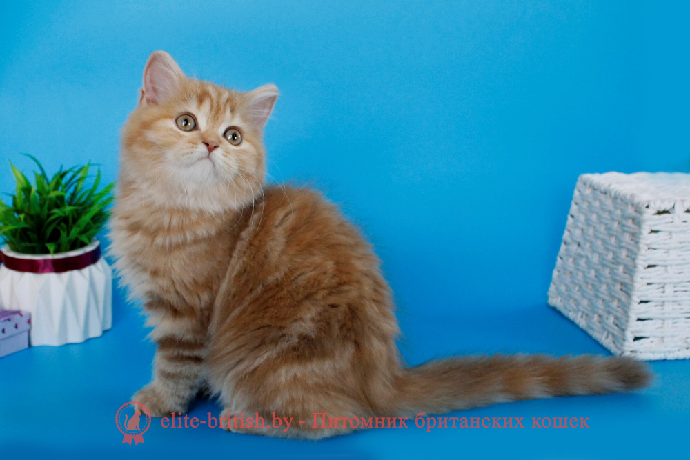 шотландский скоттиш страйт короткошерстный котенок циннамон черепаховый мраморный, британские котята цвета корицы, британский короткошерстный котенок цвета корицы, британские котята цвета корицы, циннамон британец, британские кошки циннамон, британский кот циннамон, британские котята циннамон, британцы окраса циннамон, циннамон британец фото, британский кот мраморный, мраморный британец, мраморный окрас британских котят, британский кот мраморного окраса, мраморный окрас британской кошки, британец мраморного окраса, котята британцы мраморный окрас, мраморный окрас британских котят, серебристый мраморный британец, британская мраморная кошка характер, британский кот мраморного окраса, британец голубой мрамор, британец черный мрамор на серебре, красный мраморный британец, британская мраморная кошка