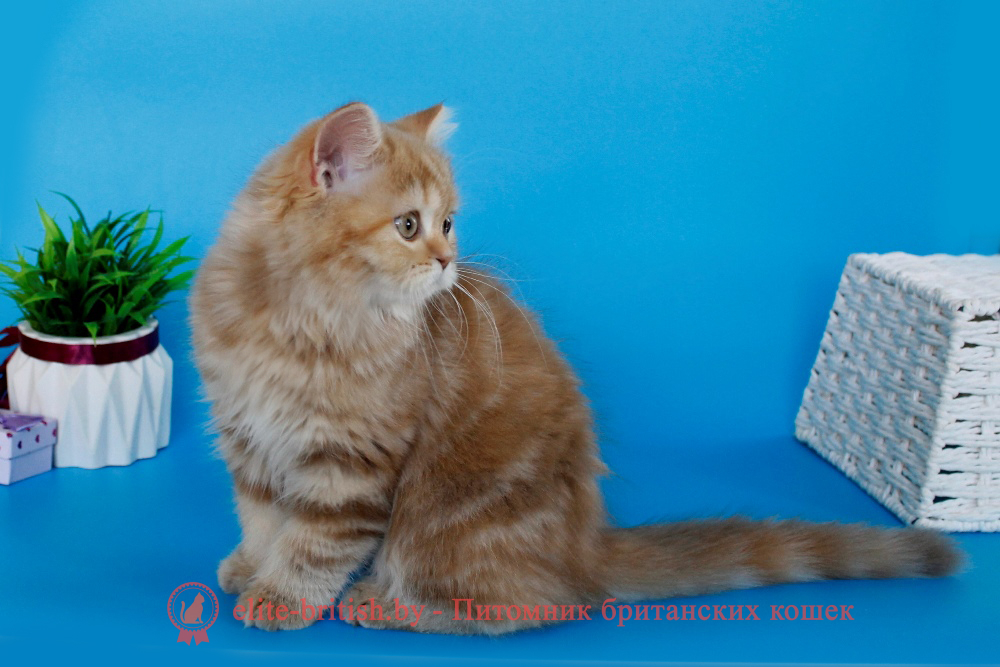 шотландский скоттиш страйт короткошерстный котенок циннамон черепаховый мраморный, британские котята цвета корицы, британский короткошерстный котенок цвета корицы, британские котята цвета корицы, циннамон британец, британские кошки циннамон, британский кот циннамон, британские котята циннамон, британцы окраса циннамон, циннамон британец фото, британский кот мраморный, мраморный британец, мраморный окрас британских котят, британский кот мраморного окраса, мраморный окрас британской кошки, британец мраморного окраса, котята британцы мраморный окрас, мраморный окрас британских котят, серебристый мраморный британец, британская мраморная кошка характер, британский кот мраморного окраса, британец голубой мрамор, британец черный мрамор на серебре, красный мраморный британец, британская мраморная кошка