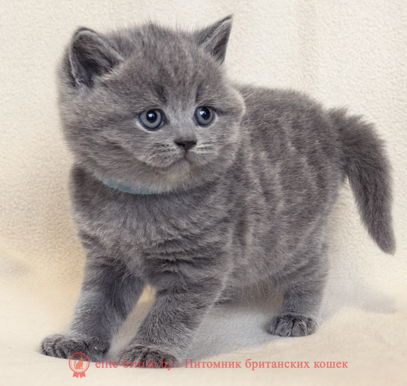 Британский котенок голубого окраса, мальчик Platon (Платон), Pascal (Паскаль), Paphos (Пафос), Potap (Потап), помет от 5.04.2026 купить британского котенка, купить британца, британец голубой фото, голубые британцы фото, британский кошки голубой, британская голубая кошка, британская голубая кошка фото, британской голубой кошки фото, кот британский голубой, коты британские голубые, голубые британские котята фото, британский голубой котенок фото, британский голубой кот фото, фото британского голубого кота, окрас британских котят голубой фото, британские котята голубого окраса фото, британцы коты фото голубые